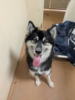 Eve -  Siberian Husky Dog for Adoption in Vancouver, Washington - Eve | PetCurious
