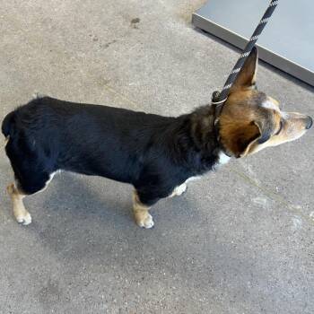 Luana -  Mixed Breed Dog for Adoption in Las Cruces, New Mexico - Luana | PetCurious