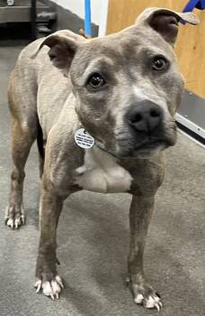 Rescue Terrier and Pit Bull Terrier Dogs for Adoption - RENEE | PetCurious