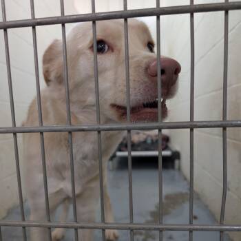 Labrador Retriever Dogs Available for Adoption - 188598 Fawn LOOKING FOR OWNER | PetCurious
