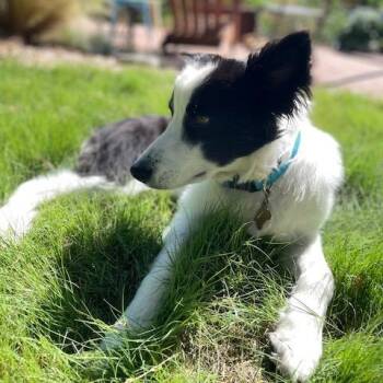 NICK (formerly Mr Fox) -  Border Collie Dog for Adoption in Richmond, California - NICK (formerly Mr Fox) | PetCurious