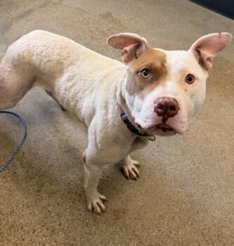 Delta -  Pit Bull Terrier Dog for Adoption in Cleveland, Ohio - Delta | PetCurious