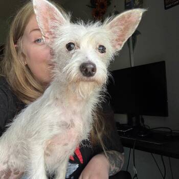 Cannoli -  Chihuahua and Mixed Breed Dog for Adoption in Mooresville, North Carolina - Cannoli | PetCurious