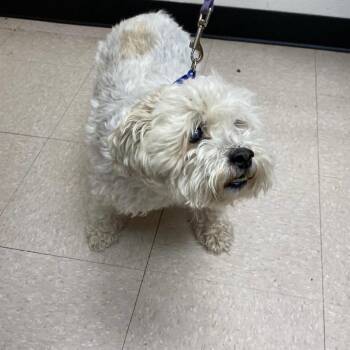 Scooter -  Mixed Breed Dog for Adoption in West Palm Beach, Florida - Scooter | PetCurious