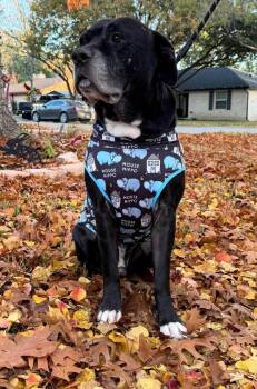 American Bulldog Dogs Available for Adoption - Tyson | PetCurious