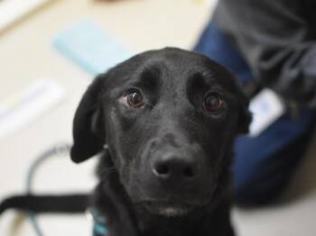 Labrador Retriever Dogs Available for Adoption - Peaches | PetCurious