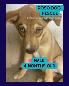 Jasper -  Husky and Shepherd Dog for Adoption in Boulder, Colorado - Jasper | PetCurious