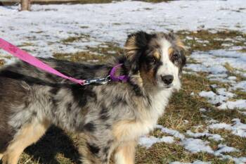 0790 Ruby -  Australian Shepherd Dog for Adoption in Ringwood, Illinois - 0790 Ruby | PetCurious