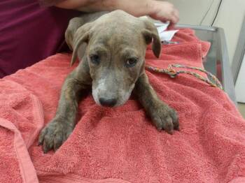 ARTEMIS -  Doberman Pinscher and Pit Bull Terrier Dog for Adoption in Santa Rosa, California - ARTEMIS | PetCurious