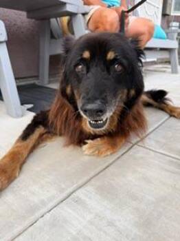 Tita -  German Shepherd Dog Dog for Adoption in El Cajon, California - Tita | PetCurious