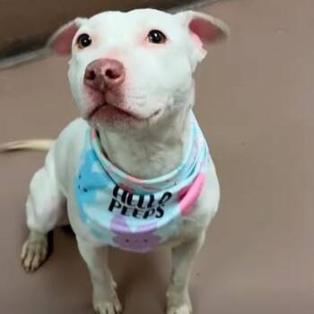 American Staffordshire Terrier Dogs Available for Adoption in Chicago, Illinois - Brea | PetCurious