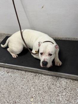 Rescue American Bulldog and Mixed Breed Dogs for Adoption in Gastonia, North Carolina - 59829263 | PetCurious