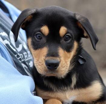Rottweiler and Shepherd Dogs Available for Adoption - Darry (AO35883) | PetCurious