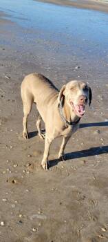 Weimaraner Dogs Available for Adoption in Dallas, Texas - Belle | PetCurious