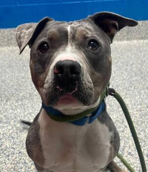 Layla -  Pit Bull Terrier Dog for Adoption in Golden, Colorado - Layla | PetCurious