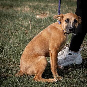 German Pinscher and Mixed Breed Dogs Available for Adoption in Tomah, Wisconsin - Amber | PetCurious