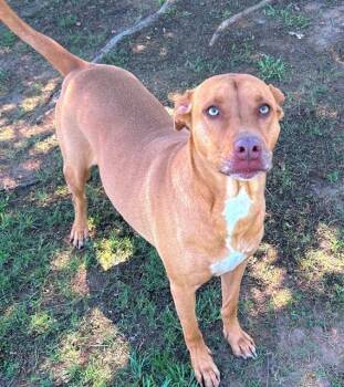 TISH -  Labrador Retriever Dog Available for Adoption in Grovetown, Georgia - TISH | PetCurious