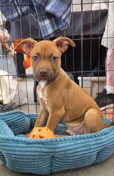 Terrier Dogs Available for Adoption - Tank - Matrix | PetCurious