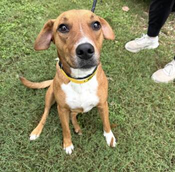 Feist and Mountain Cur Dogs Available for Adoption in Houston, Texas - Olive (fka Socks) | PetCurious