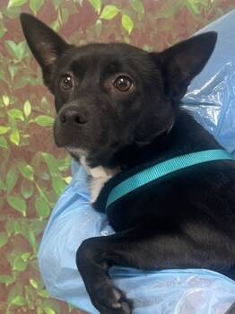 Rescue Terrier and Mixed Breed Dogs for Adoption in San Antonio, Texas - Domino | PetCurious