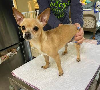 Chihuahua Dogs Available for Adoption - Mindy Lou Who (NOT YET AVAILABLE) | PetCurious