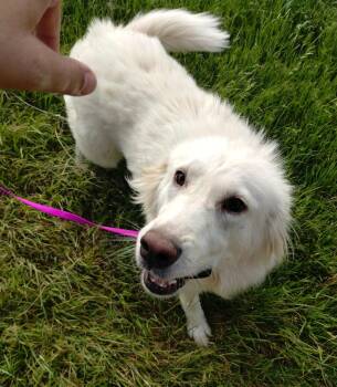 Great Pyrenees Dogs Available for Adoption in Quinlan, Texas - Charlie SAT | PetCurious
