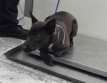 German Shepherd Dog and Mixed Breed Dogs Available for Adoption in Houston, Texas - JEANNIE | PetCurious