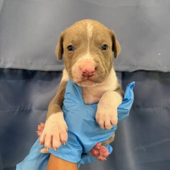Troy -  Mixed Breed Dog for Adoption in Greenville, South Carolina - Troy | PetCurious