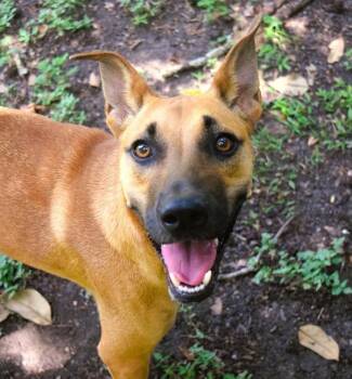 Hiccup -  Terrier Dog for Adoption in Mobile, Alabama - Hiccup | PetCurious