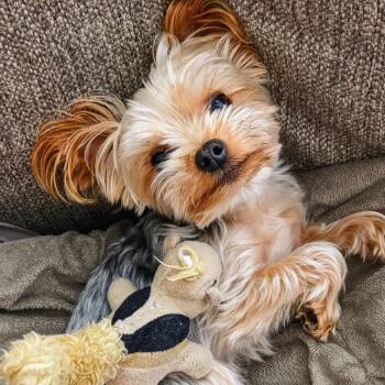 Oliver James -  Yorkshire Terrier Dog for Adoption in Houston, Texas - Oliver James | PetCurious