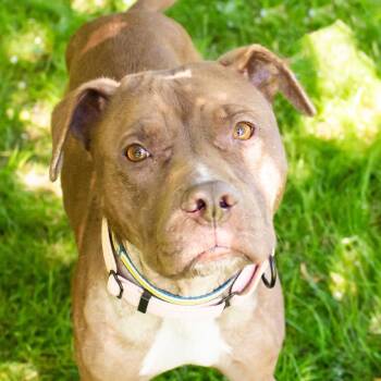 Delilah -  Mixed Breed Dog for Adoption in Middletown, Rhode Island - Delilah | PetCurious
