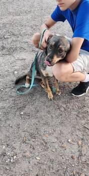 Rescue Shepherd and Hound Dogs for Adoption in Beeville, Texas - Ranger | PetCurious