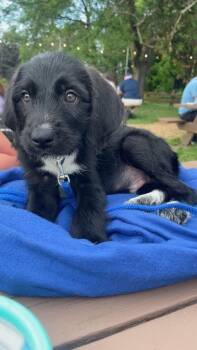 Gucci the Labradoodle mix puppy -  Labradoodle Dog for Adoption in Muskego, Wisconsin - Gucci The Labradoodle Mix Puppy | PetCurious