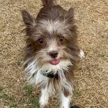 Terrier Dogs Available for Adoption in Hillsborough, North Carolina - Braxton | PetCurious