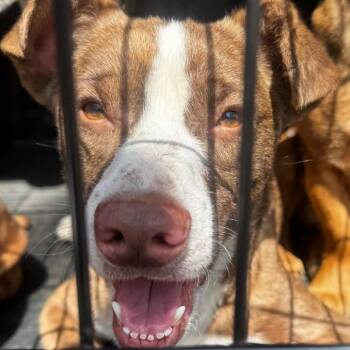 Shepherd and Mixed Breed Dogs Available for Adoption in Aldie, Virginia - Rolie Polie Olie | PetCurious