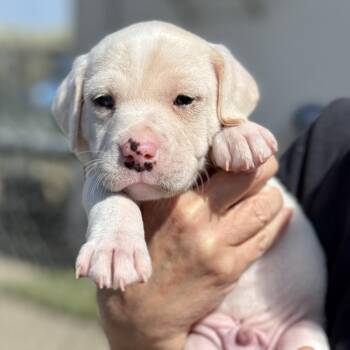 Dudley -  Dachshund Dog for Adoption in Fresno, California - Dudley | PetCurious