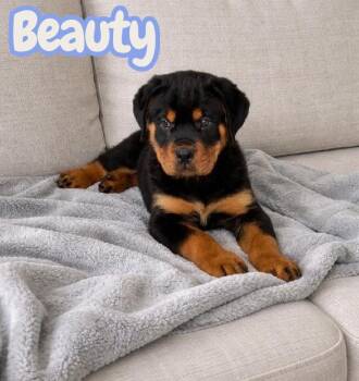 Rottweiler Dogs Available for Adoption - Beauty  | PetCurious
