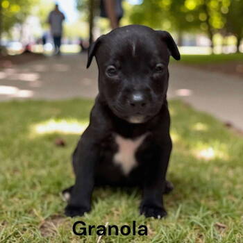 Rescue Border Collie and Labrador Retriever Dogs for Adoption in Gilberts, Illinois - Granola | PetCurious