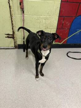 Fox Terrier and Pit Bull Terrier Dogs Available for Adoption - LOUISE | PetCurious