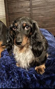 Dachshund Dogs Available for Adoption in Reno, Nevada - Cali | PetCurious