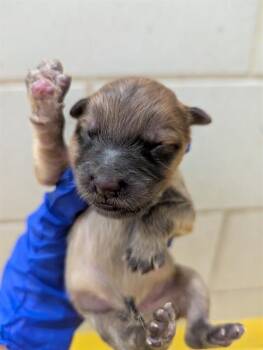 Mixed Breed Dogs Available for Adoption - TIMMY | PetCurious