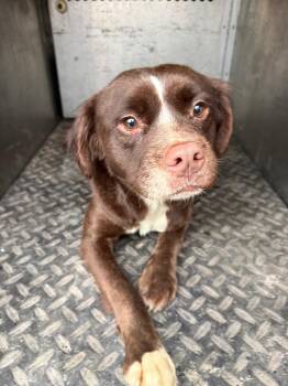 Spaniel and Pug Dogs Available for Adoption in Rockport, Texas - Arwen | PetCurious