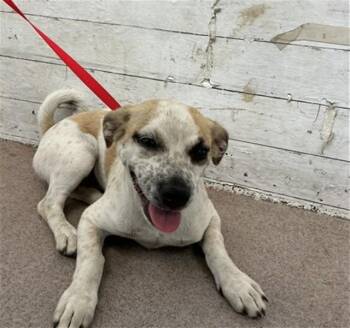 ABBY -  Chihuahua and Mixed Breed Dog for Adoption in San Bernardino, California - ABBY | PetCurious