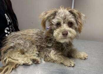 CAPRI -  Maltese and Mixed Breed Dog for Adoption in Redlands, California - CAPRI | PetCurious