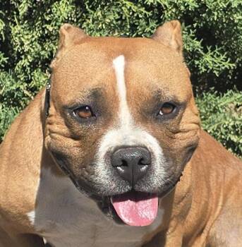 Sexy Ms Sabra - Gorgeous Pocket Bully -  American Bully Dog for Adoption in North Valley, New Mexico - Sexy Ms Sabra - Gorgeous Pocket Bully | PetCurious