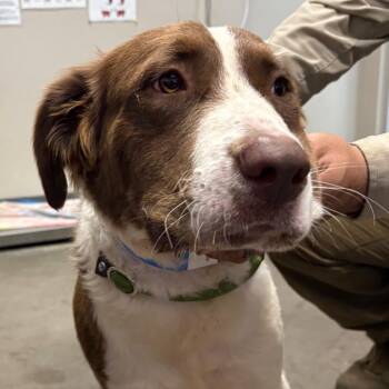 Jethro -  Mixed Breed Dog for Adoption in Yuma, Arizona - Jethro | PetCurious