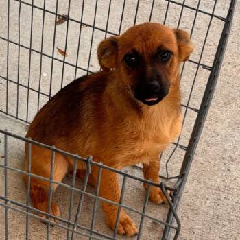 Addie -  Shepherd Dog for Adoption in Edinburg, Texas - Addie | PetCurious