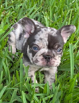 Alpha -  French Bulldog Dog for Sale in Boynton Beach, Florida - Alpha | PetCurious