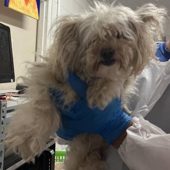 Frida -  Maltese and Mixed Breed Dog for Adoption in Edinburg, Texas - Frida | PetCurious