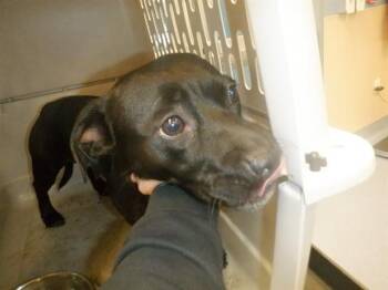 Rescue Beagle and Mixed Breed Dogs for Adoption in San Jose, California - MAMA | PetCurious